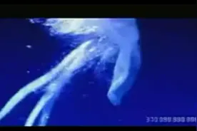 生物小知识——生物进化全过程视频封面
