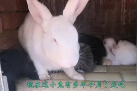 兔子真是个神奇动物，两个月生产了一百多小兔，繁殖能力超强视频封面