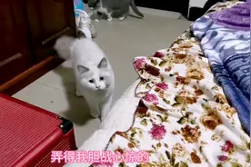 深夜，猫咪行为怪异，突然盯着某个方向不动，瞳孔放大，看到了啥视频封面