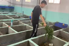 新种出的新鲜玉米草，荷兰猪超喜欢吃，小可爱们一个个吃相太萌了