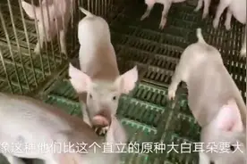 来学习一下，什么是长大二元和杜长大三元猪？如何区分？视频封面