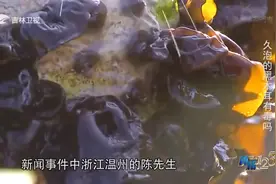 真相123：木耳炒鸡蛋为何成为餐桌上的“毒菜”？实验揭秘真相视频封面