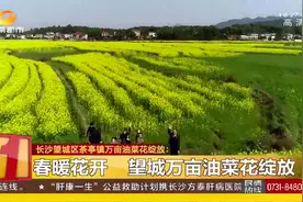长沙望城区茶亭镇万亩油菜花绽放，吸引近万名游客踏青游玩视频封面