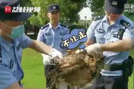 “不速之客”咬死6只家鸽 抓住真凶后主人兴奋报警视频封面
