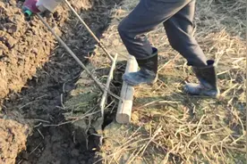 看看马蹄是怎么挖出来的视频封面