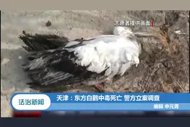 天津：国家一级保护动物东方白鹳中毒死亡，警方调查揭开真相视频封面