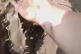 野外如何寻找甲鱼，让你看看整个全部过程，就是如此的简单视频封面