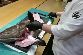 顶级海鲜——龙趸石斑鱼，现切生鱼片，鲜嫩美味，口感爽滑