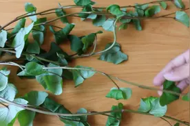 吃剩的地瓜不要扔，这么做一年有吃不完的地瓜叶和地瓜，超简单