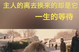 小八活了12年，用了整整9年等待一个永远等不到的主人忠犬八公视频封面