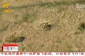 网传桂林一村庄有老虎出没？现场留下可疑脚印，专家给出鉴定结果视频封面