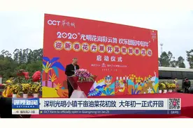 深圳光明小镇千亩油菜花初放 大年初一正式开园视频封面