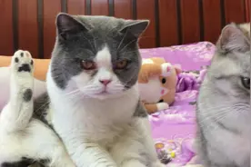 铲屎官找猫咪玩，猫咪却管自己舔蛋蛋！铲屎官竟然用了逗猫棒！视频封面