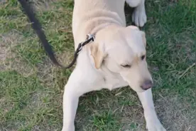 影视：警犬不敢上高台，警花竟以身犯险让警犬去救她，结局真感人视频封面