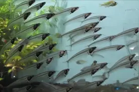 10种最受欢迎的热带鱼，你养过几种？第8种必须成对养，你知道吗视频封面