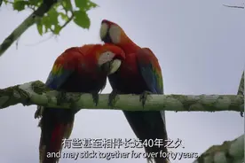 纪录片：在亚马孙河流域，绚丽多彩的金刚鹦鹉忠于伴侣一生视频封面