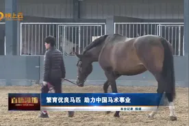 潍坊：繁育优良马匹 助力中国马术事业视频封面