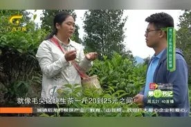 广西凌云县，“高山毛尖”郁郁葱葱，冲泡后口感秒杀顶级茶叶！视频封面