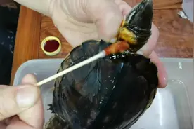 乌龟脖子有伤缩回去，上不了药怎么办？现场教学卡脖子上药！