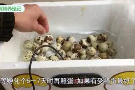 超市买的鹌鹑蛋能孵化鹌鹑？放水床孵化，有受精蛋最好没有吃蛋！视频封面