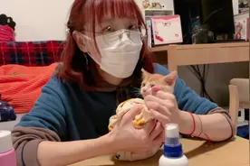 金牌月嫂指南——如何照顾捡到的流浪小奶猫视频封面