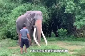 饲养员割下大象牙齿，还说是帮它们“保命”，这是怎么回事？