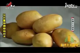 马铃薯移栽 2：要选择品质优良的种薯，并去掉已经生长出来的芽视频封面