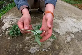 两种艾草一种能吃一种不能吃，吃了会拉肚子，建议收藏