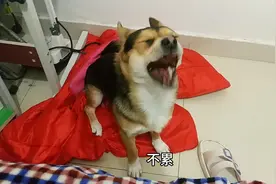 疫情期间在家无聊，女子跟狗狗吵架，越吵越凶，狗狗气的快哭了！视频封面