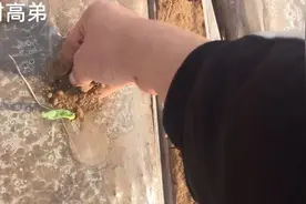 农村高弟：播种的玉米发芽了，需要从地膜中抠出玉米苗，防止烧苗视频封面