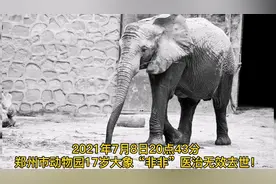 再见“非非”郑州市动物园17岁大象医治无效去世图片