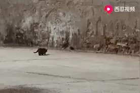 猫的速度有多快你永远想不到。视频封面