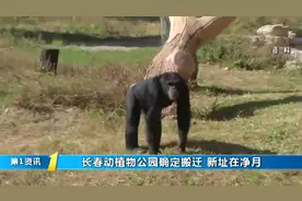 长春动植物公园规划搬新址，新址定在净月区，搬迁时间尚未确定视频封面