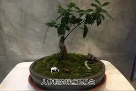 花一下午制作的人参榕盆景，快来给我提意见吧！成品在视频最后！视频封面