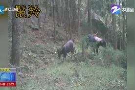 遂昌九龙山保护区拍摄珍稀动物影像：豹猫等国家重点保护动物视频封面