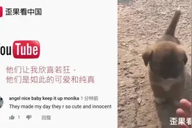 中华田园幼犬可爱系列迷倒老外 外国网友：好可爱好想养一只视频封面