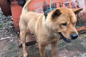 街上土猎犬开价3000，这狗主是不是想钱想疯了……