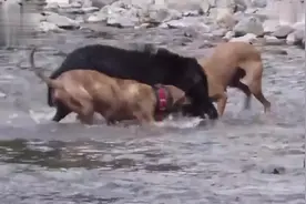 野猪和三只狗水中激战，遇到这么疯狂的猎狗，这次估计在劫难逃。视频封面