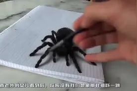 绘画高手在纸上画了一个蜘蛛仿真度百分百女儿的反应太好笑了视频封面