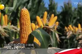 优质玉米种，送货到您家视频封面