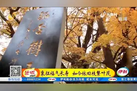 七搂八拃一媳妇？天下银杏第一树树龄已超四千年，趣味故事代代传视频封面