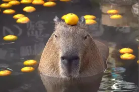 水豚正泡着澡，无意间顶了个橘子在头上，样子蠢萌蠢萌的，哈哈