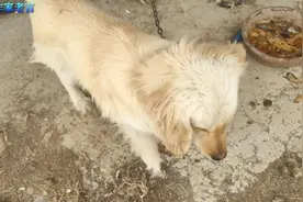 农村狗子就是好玩，长相还帅气，你们知道这是啥狗吗？