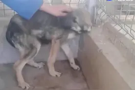 害怕、无助，被虐待的狗狗 - 直到他遇到了这个女人。视频封面