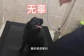 是什么让狗狗爱上了洗澡？一定不是铲屎官的爱。。。