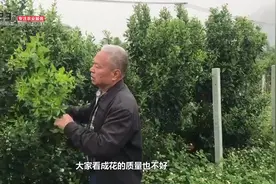 广西柑橘协会许会长分享红心宝赢故事——壮花保果篇（1）视频封面