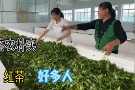 安徽农村绿茶岳西翠兰鲜叶2.5元每斤，茶农为何知足？视频封面