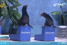 “冬游齐河”怎么玩？看动物、泡温泉、品美食，这些景点必不可少视频封面