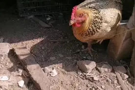 在小区楼顶只养一只鸡，环保又好吃，还有一种享受田园生活的乐趣视频封面