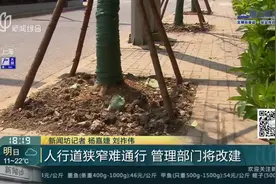 种满绿化树木，人行道狭窄难通行，市民反映后上海管理部门将改建视频封面